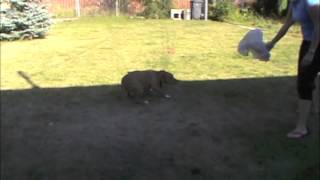 Fear Respone in Dogs