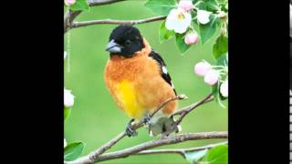 Black-headed Grosbeak Song