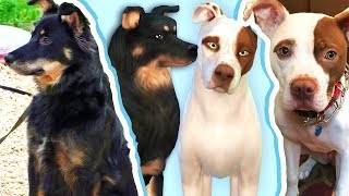 Making YOUR Pets // The Sims 4: Cats & Dogs
