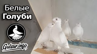 БЕЛЫЕ ДВУХЧУБЫЕ ГОЛУБИ /  PIGEONS / TAUBE #Gulsarinfo©