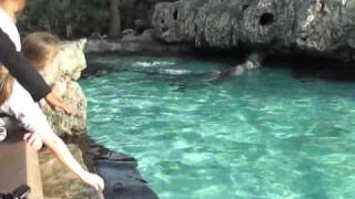 Dolphin Sex