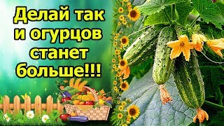 КАК УВЕЛИЧИТЬ УРОЖАЙ ОГУРЦОВ, КОГДА ЖЕЛТЕЕТ И ОПАДАЕТ ЗАВЯЗЬ? ПРОСТЫЕ, ДОСТУПНЫЕ СПОСОБЫ!!!
