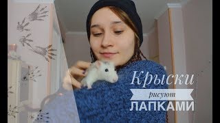 Как крысы рисовали ► Крысики учатся рисовать лапками