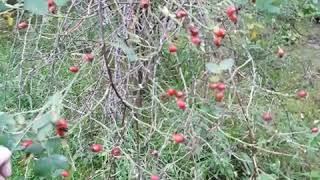 Bushcraft Food, Natural Medication Uses