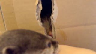 猫を探し、ようやく見つけて興奮するカワウソ An otter searches for a cat and is excited when it finally finds it