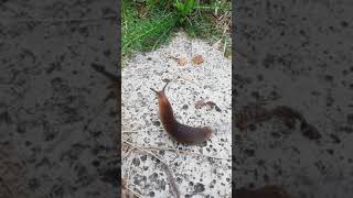 улитка в пути такого вы еще не видели YouTube Shorts короткое видео#Shorts