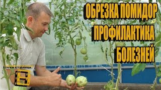 БОРЬБА С БОЛЕЗНЯМИ В ТЕПЛИЦЕ. ОБРЕЗКА ПОМИДОР. КАК ИЗБЕЖАТЬ ФИТОФТОРЫ?