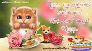 Лучше Кошки Зверя нет Весёлая песенка#кошка