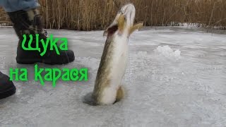 Ловля щуки зимой на жерлицы відео рибалка зима 2015 Pike fishing winte (отчеты о рыбалке)