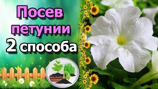 ?ВСХОДЫ ПЕТУНИИ НА БУМАГЕ через 7 дней. Посев в грунт и на бумагу.