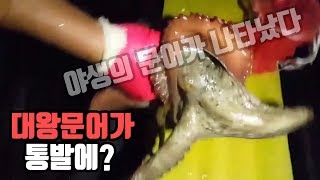 캠낚세끼 / 대왕문어가 통발에? 추자도 한달캠핑 일상 / 낚시n캠핑 / Camping&MukBang / Eating Show
