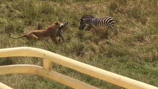 Mother saves baby Zebra from Lion attack - Brutal Kick | Dynasties