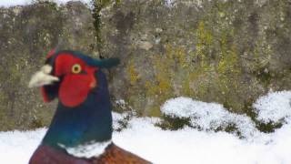 Bażanty zimą...   /Pheasants (HD)