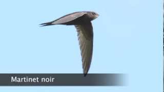 Martinet noir
