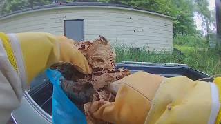 Giant Hornet Nest Exterminated From El Camino Car
