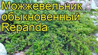 Можжевельник обыкновенный Репанда. Краткий обзор, описание характеристик juniperus communis Repanda