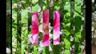 МАЛОПА,  или  ДЫРАВКА  (MALOPE)  сем. Мальвовые
