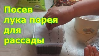 Выращивание лука-порея через рассаду. Посев семян