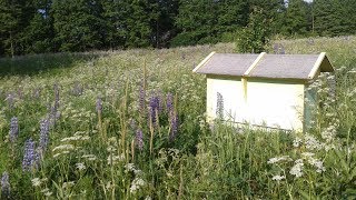 Колодное пчеловодство в Владимирских ульях лежаках.