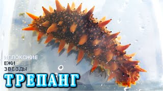 Вы ЗНАЛИ ЧТО ТРЕПАНГ это МОРСКОЙ ЖЕНЬШЕНЬ и средство МОЛОДОСТИ
