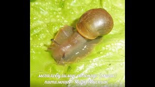 ЧУДО РОЖДЕНИЯ МЕГАСЯТ( МЕГАЛОБУЛИМУС УЛИТКА ) . ОТВЕТ- ПОЧЕМУ ДОЛГО НЕ БЫЛО ВИДЕО ?