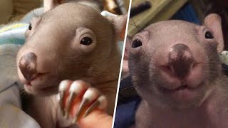 A baby wombat was left all alone in the world. This woman became her mommy.