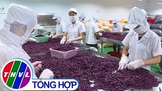 THVL | Nhịp sống đồng bằng: Sản phẩm mới trên đồng khoai Bình Tân