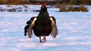 За косачами без ружья