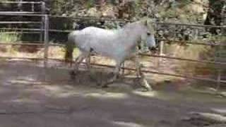 Gnott, Icelandic Horse Mare (SOLD)