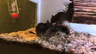 Degu Rangkampf