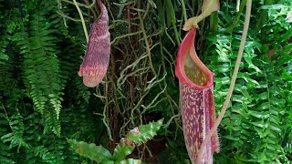 Plantas Carnívoras -Nepenthes Maxima. (ABERTURA DO JARRO.)