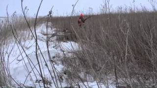 Pheasant Hunting In Northern Iowa