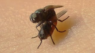 Mouchovití (Muscidae) - Páření / Mating
