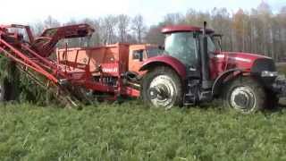 "Овоще-Молочный" представляет: трактор Case IH Puma 210 и морковоуборочный комбайн Dewulf GKIIS