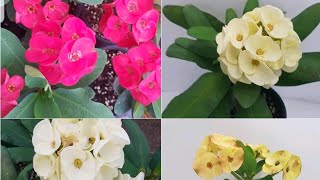 Ажойиб  гуллар