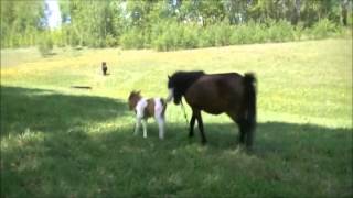 Супер Приколы с лошадьми!!! 2013