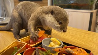 カワウソが初めてのおせちでまさかの反応と予想通りの反応！Otter's Unexpected Reaction to Its First Osechi