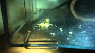 Panaqolus L397 fry