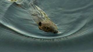The Beaver - Bebrs