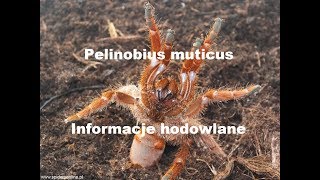 Strydulacja Pelinobius muticus ? informacje o gatunku - karmienie - spidersonline.pl