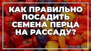 Как правильно посадить семена перца на рассаду? | toNature.Info
