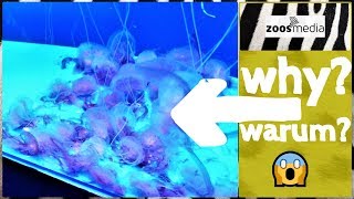 Loro Parque: QUALLEN im Aqua Viva ? | zoos.media