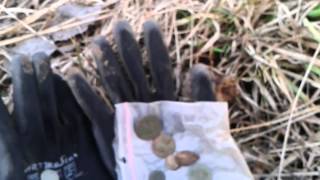 Wykopki podlasie- szeląg toruński