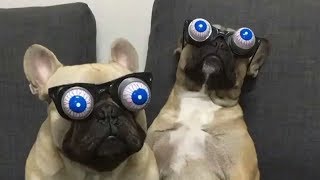 Смешные Коты Кошки и другие животные 2018 Приколы с Котами и Собаками Калейдоскоп за 29.04.2018