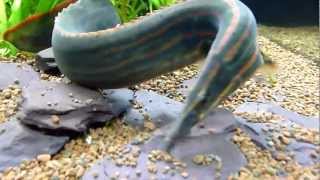 releasing fire eel (Mastacembelus erythrotaenia) into the 500l.