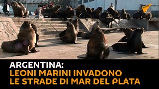 #Argentina: leoni marini invadono le strade di Mar del Plata
