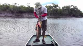 FISH FINDER PEACOCK BASS ARACA BRAZIL [ FISH FINDER ]