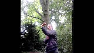 zhiu li shi wang chin hu zai huang zhi bo hui fu de nong