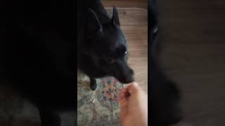 Если кот не приносит бумажку, НО есть шипперке
