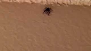 Beware the Spider Belly Button